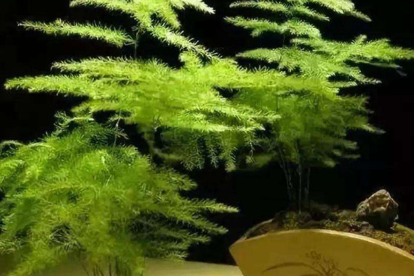 文竹變黃了還能恢復(fù)嗎