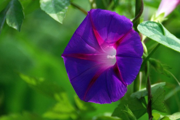 牽?；ú婚_花的原因