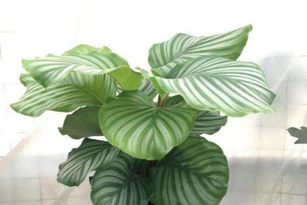 蘋(píng)果竹芋不長(zhǎng)新葉子