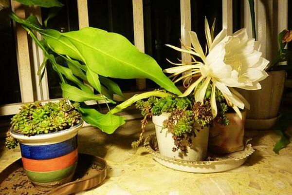 曇花每年要翻盆嗎，建議在每年的春季更換土壤