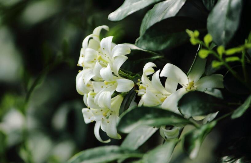 九里香的養(yǎng)殖方法和修剪，光照土壤要嚴控