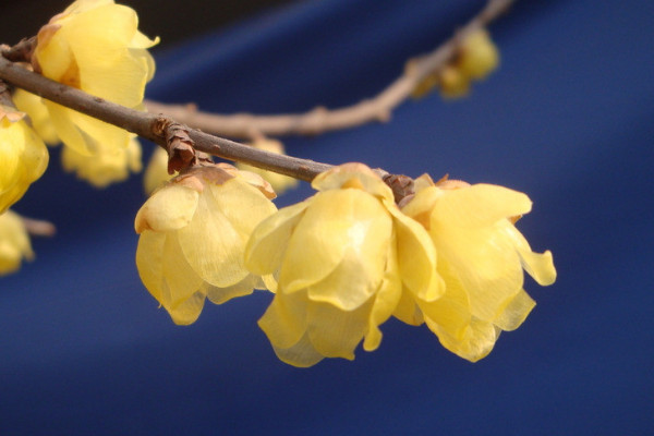 臘梅鮮切花能養(yǎng)幾天