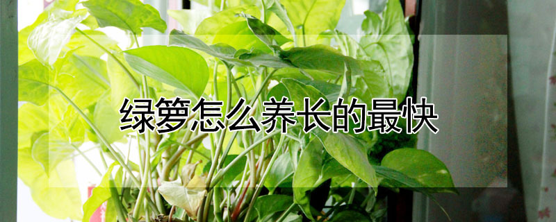 綠籮怎么養(yǎng)長的最快