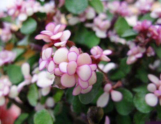 多肉植物雅樂之舞怎么養(yǎng)，注意五個(gè)要點(diǎn)一年四季常青