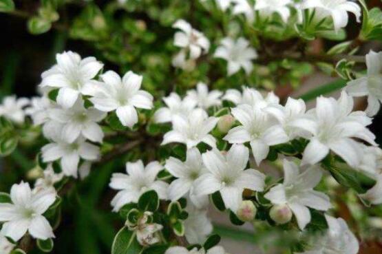 六月雪為什么不開花，三種原因以及解決辦法