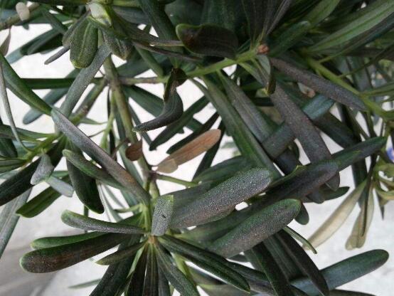 羅漢松葉子發(fā)黃怎么辦，羅漢松葉子發(fā)黃解決辦法