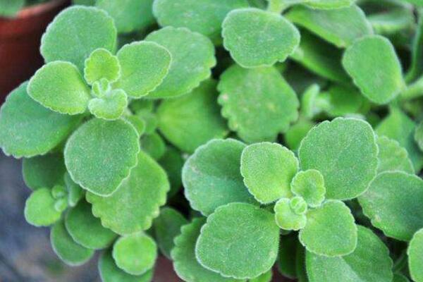 碰碰香怎么水培，只需簡單幾步就可以完成水培