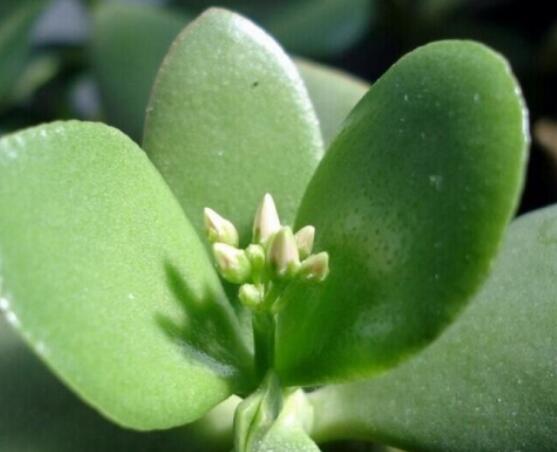 玉樹燕子掌怎么區(qū)分，主要從葉和花序上辨別