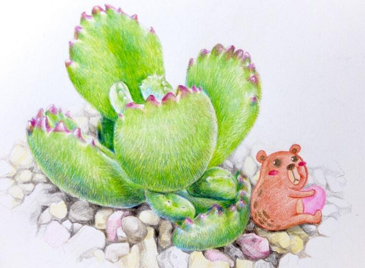 熊童子的花語和傳說，玲瓏優(yōu)雅和綠色山珍美好寓意