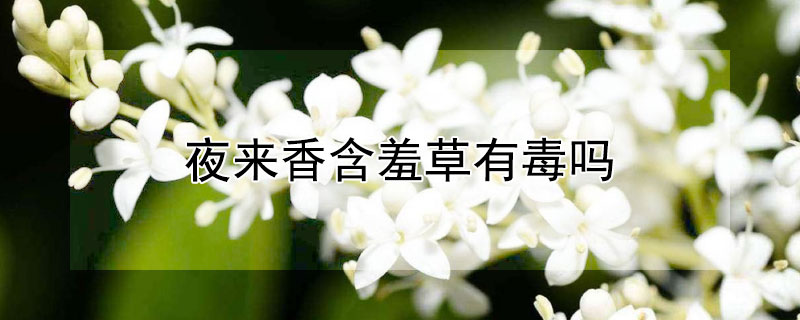 夜來(lái)香含羞草有毒嗎