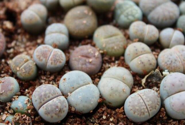 生石花怎么澆水，根據(jù)土壤的干濕程度來衡量澆水程度