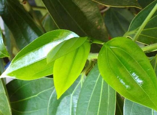 平安樹適合放客廳嗎，凈化空氣、招財生旺