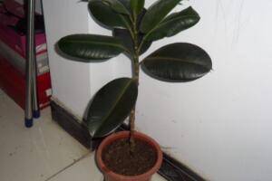 橡皮樹多久澆次水，橡皮樹怎么澆水