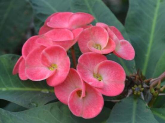 虎刺梅不開花什么原因，老農(nóng)總結(jié)最實用三種解決方法