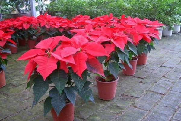 一品紅葉子下垂怎么辦，4種方法解決葉子下垂問題