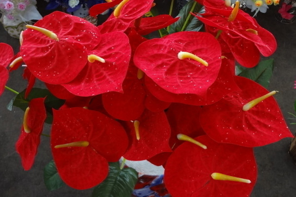 紅掌可以曬太陽嗎