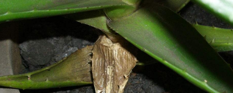 蘆薈葉子干癟能恢復(fù)嗎