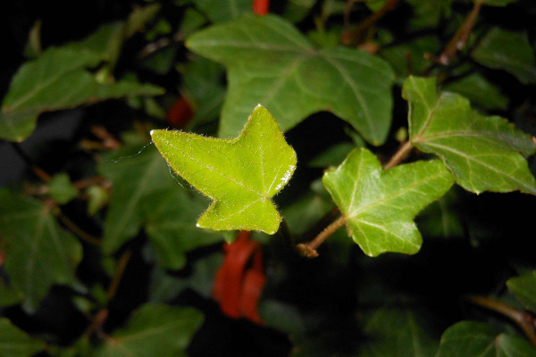 常春藤干枯了還會活嗎，對癥下藥就能重煥活力