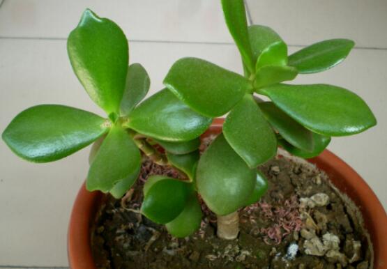 燕子掌能放在室內(nèi)養(yǎng)嗎，能/吸收有害氣體、釋放氧氣(身體健康)