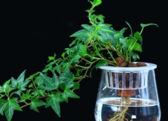 常春藤怎么養(yǎng)殖，盤(pán)點(diǎn)最簡(jiǎn)單兩種養(yǎng)殖方法(土培和水培)