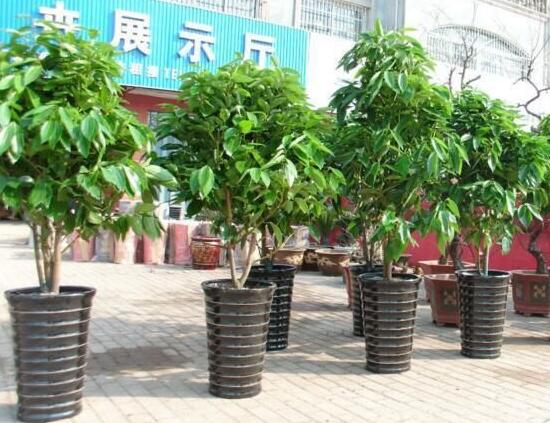 平安樹怎么繁殖，平安樹扦插方法圖解