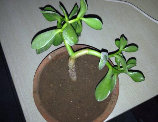 燕子掌怎么繁殖，主要有兩種扦插方法(土插與水插)