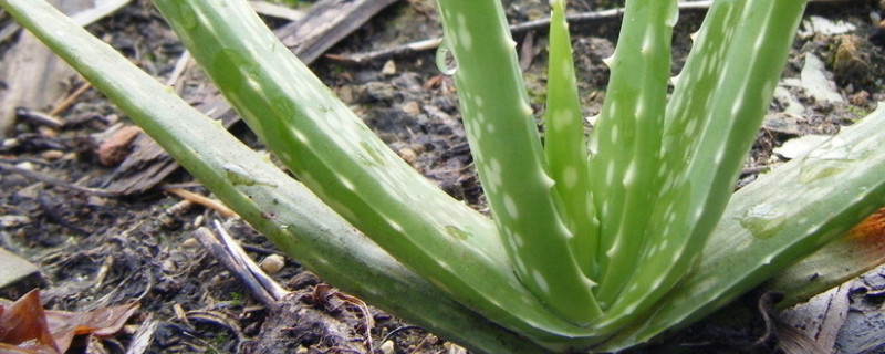 蘆薈瘋狂長側(cè)芽怎么辦