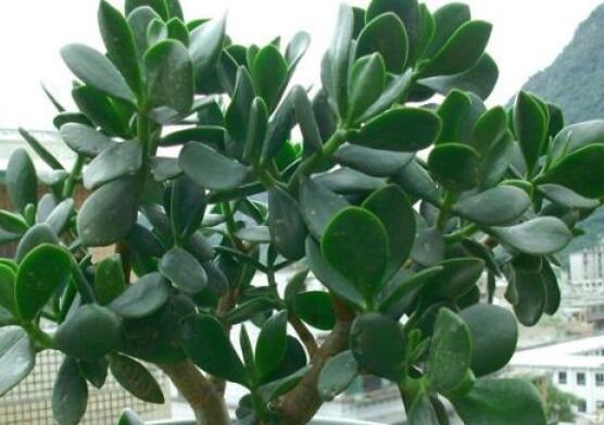 燕子掌的修剪方法，保留主枝反復(fù)摘心(春秋生長期)