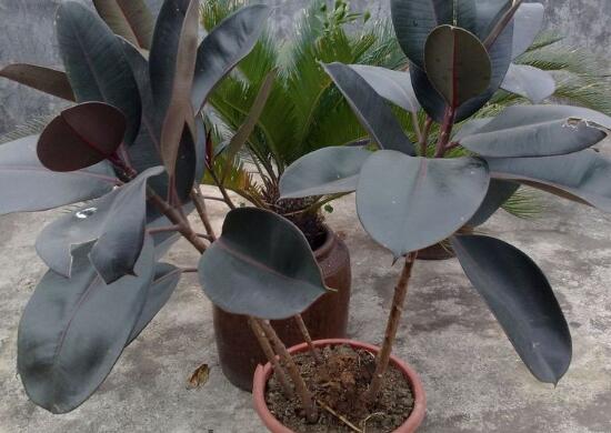 橡皮樹有毒嗎，橡皮樹能放在臥室嗎