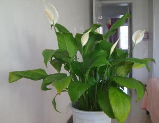 一帆風(fēng)順能澆淘米水嗎，做好這三點使盆土更加肥沃(能澆)