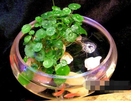 銅錢草水培怎么固定根，，擇一些小花石置于水瓶底部(美觀固定)