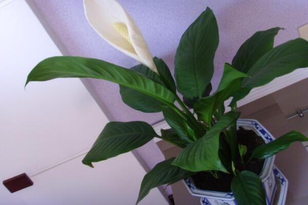 一帆風(fēng)順只長(zhǎng)葉不開(kāi)花