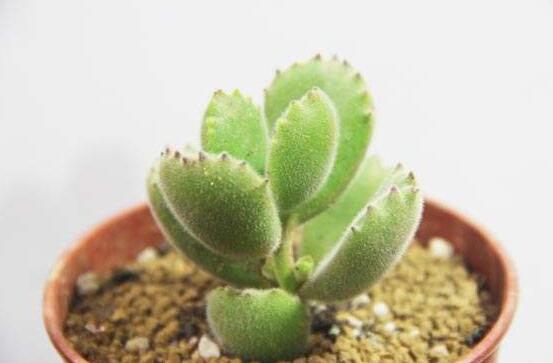 熊童子用什么土，腐葉土、園土、沙土最為合適