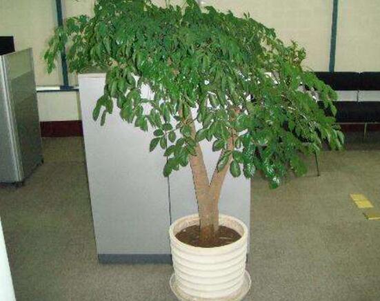 幸福樹的養(yǎng)殖方法，老農(nóng)教你八大基本養(yǎng)殖方法