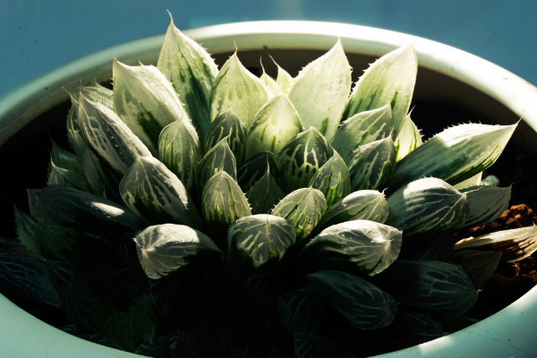 玉露能長(zhǎng)多大