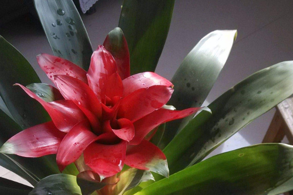 鴻運當頭用什么土養(yǎng)殖