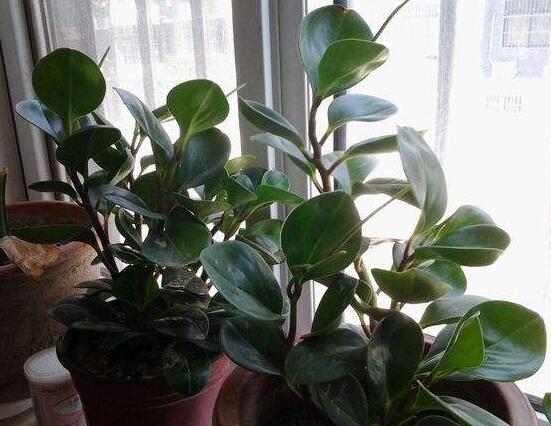 碧玉花怎么修剪，五個基本步驟修剪更加美觀