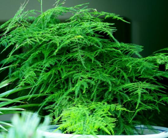 文竹肥料有哪些，餅肥、無(wú)機(jī)復(fù)合肥、液肥為主(枝繁葉茂)