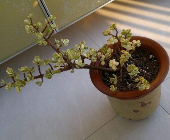 雅樂之舞適合什么花盆，陶盆、紫砂盆、泥瓦盆最為合適