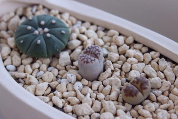 生石花剛種下幾天澆水，最好的方法是濕土種植