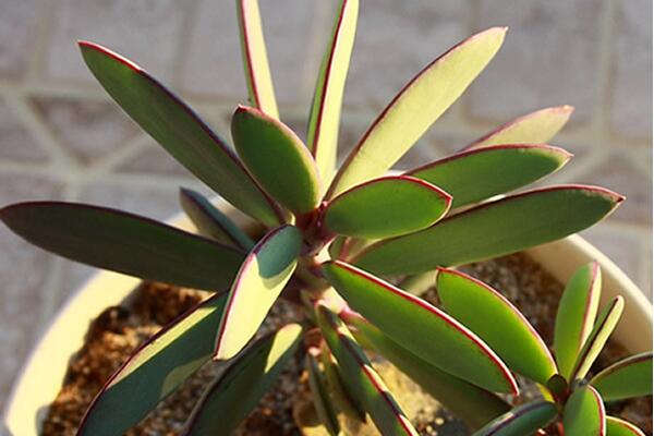 玉樹與燕子掌的區(qū)別，最直觀區(qū)別方法（紅邊的是燕子掌）