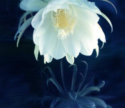 曇花象征著什么意思，稍縱即逝的永恒