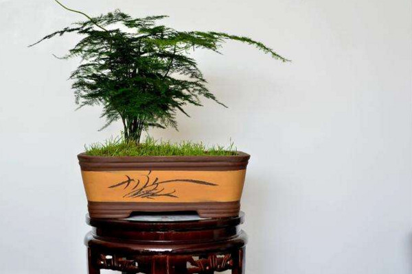 文竹黃了怎么辦，適當遮陰并控制肥水