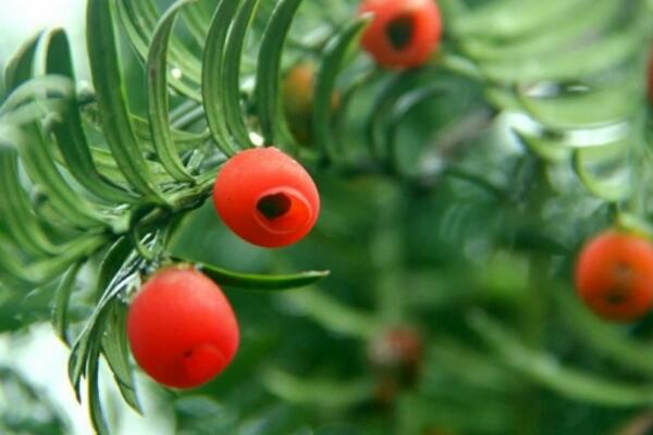 紅豆杉葉子發(fā)黃怎么辦，分析原因做出處理