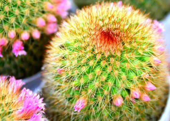 仙人球花語象征與寓意，堅強、溫暖、柔弱、孤獨