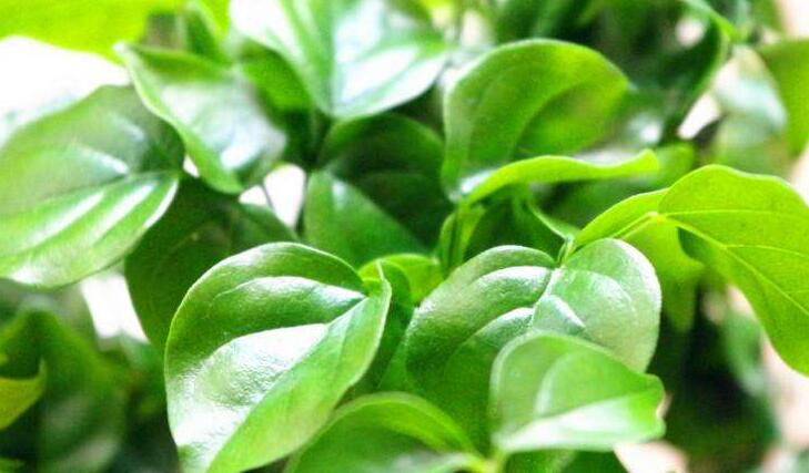 幸福樹(shù)的養(yǎng)護(hù)，栽種土壤和水份的施加都要注意