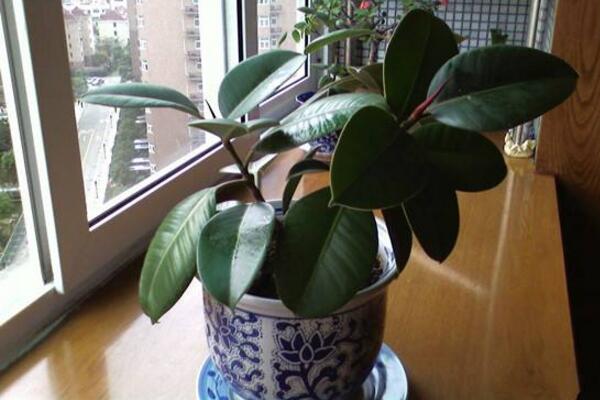 橡皮樹多久澆一次水，不同時(shí)期澆水次數(shù)不同