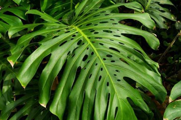 龜背竹冬天會(huì)凍死嗎