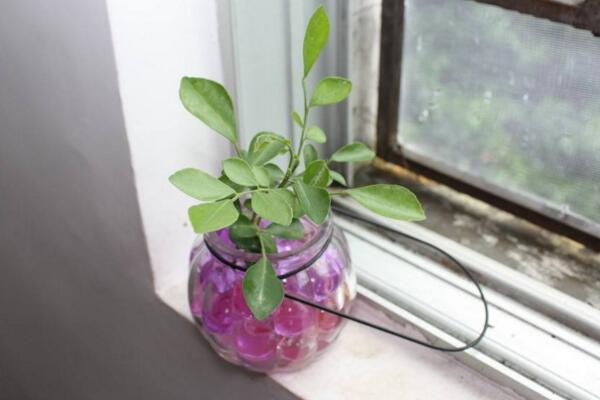 水培九里香的養(yǎng)殖方法，九里香水培養(yǎng)殖5大要點(diǎn)