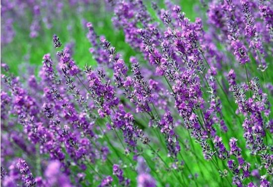 薰衣草花語(yǔ)和寓意，愛(ài)情的等待、堅(jiān)定永恒的真愛(ài)